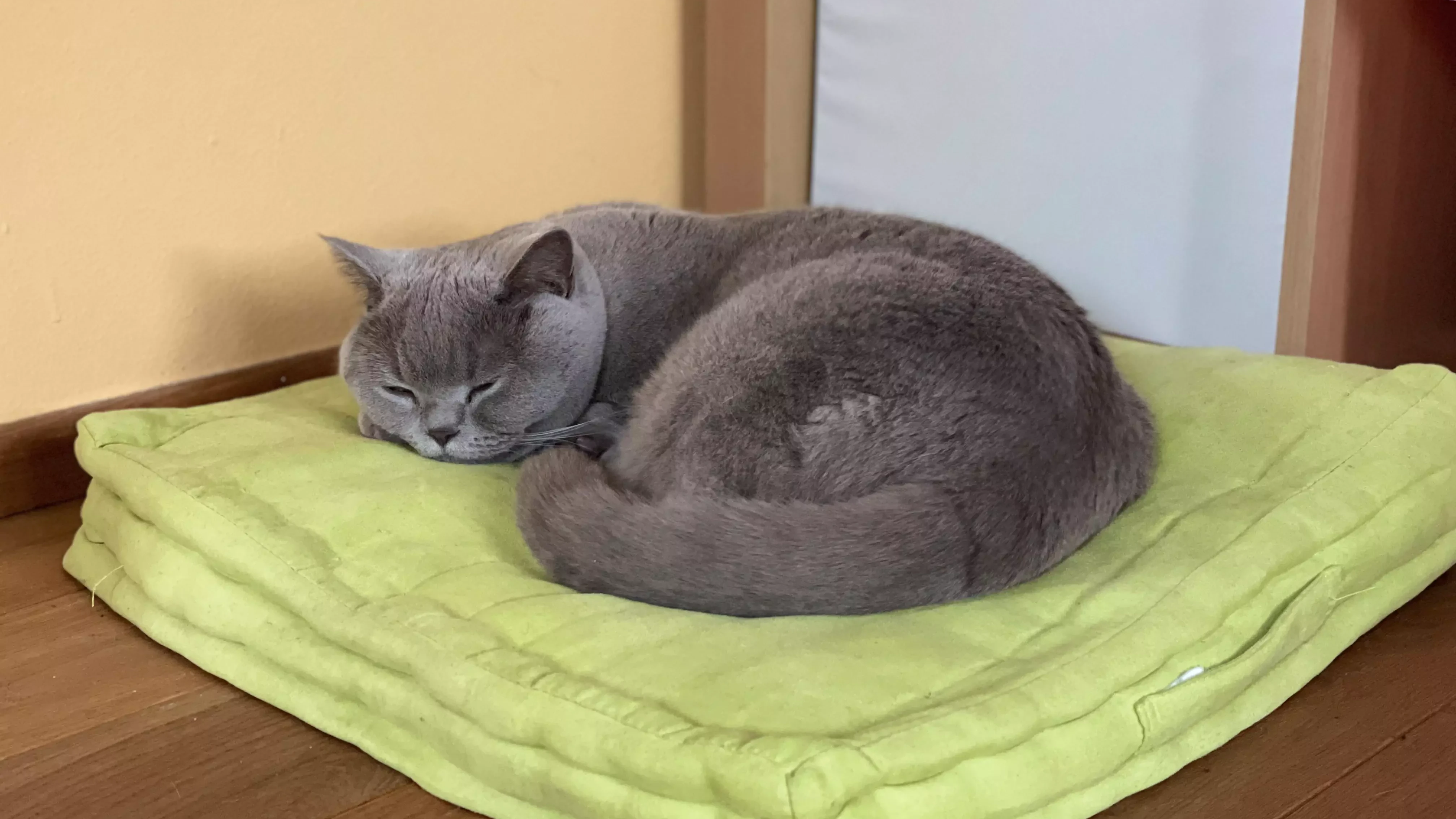 a cat sleeping on a pillow